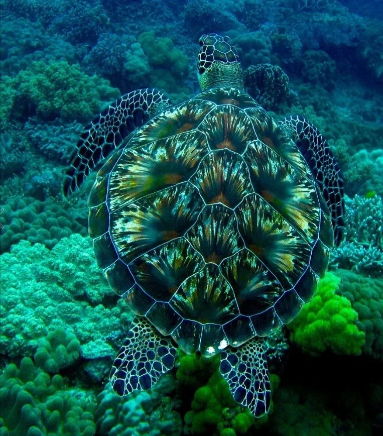 A sea turtle with a beautifully patterned shell swims above vibrant coral reefs in clear blue water. The shell displays intricate, colorful patterns, blending with the surrounding marine life.