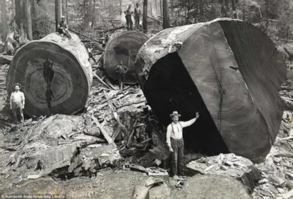 Loggers pose with massive tree trunks in a forest. The trunks are cut into large sections, showcasing their enormous size. Several men stand on and around the logs, highlighting the scale of the logging operation.