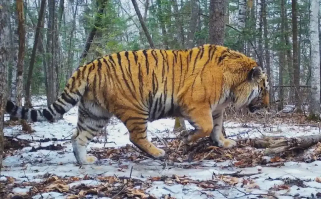 A tiger walking through a snowy forest. The tiger's orange coat with black stripes stands out against the white snow and the dense trees. The ground is covered with patches of snow and fallen leaves.