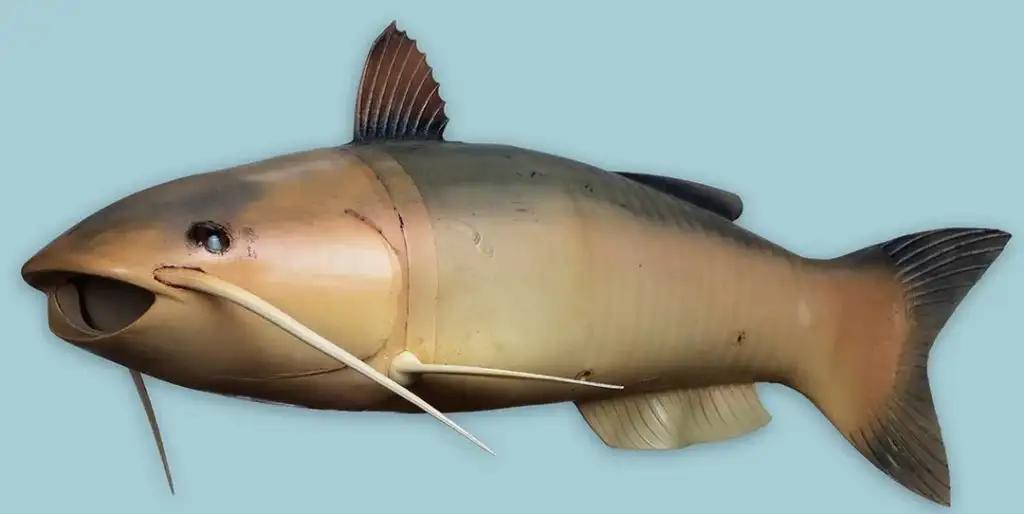 A realistic model of a catfish is displayed on a light blue background. The model shows the catfish's whisker-like barbels, smooth body, and fins in detail.