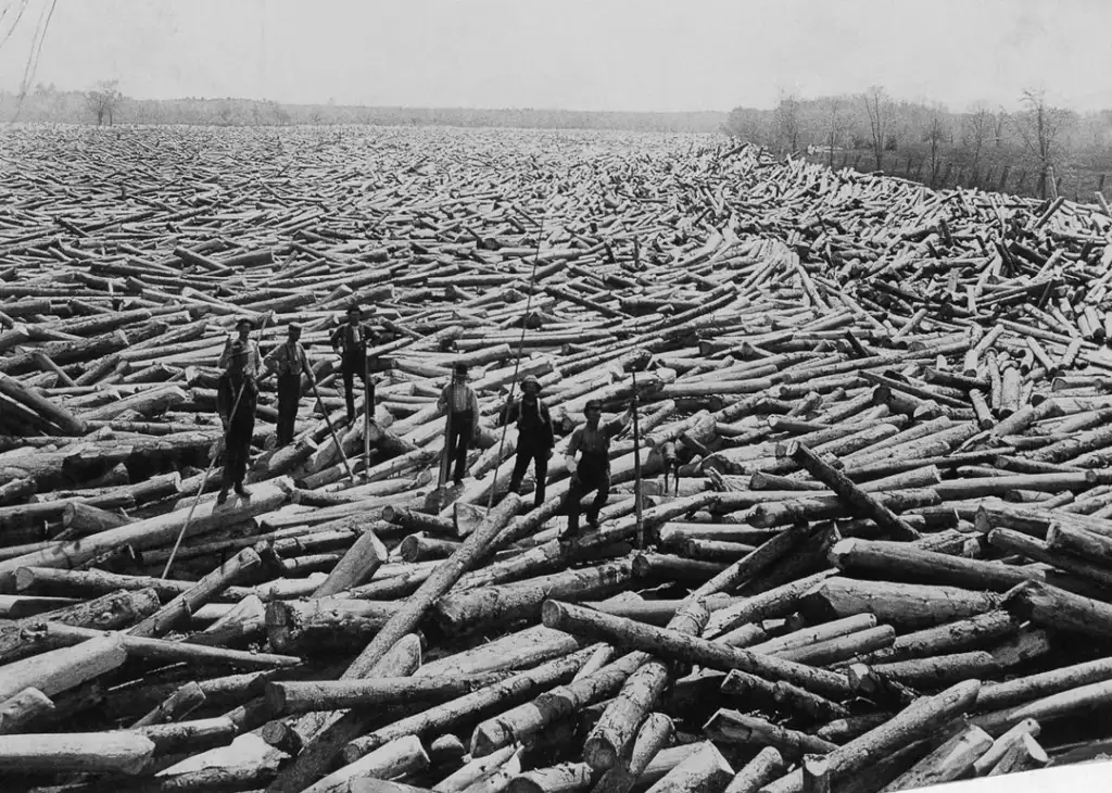 Black and white photo of six workers standing on logs floating in a vast river. They hold long poles for balance. The scene shows a dense accumulation of logs in the water, with the riverbanks and distant trees visible in the background.