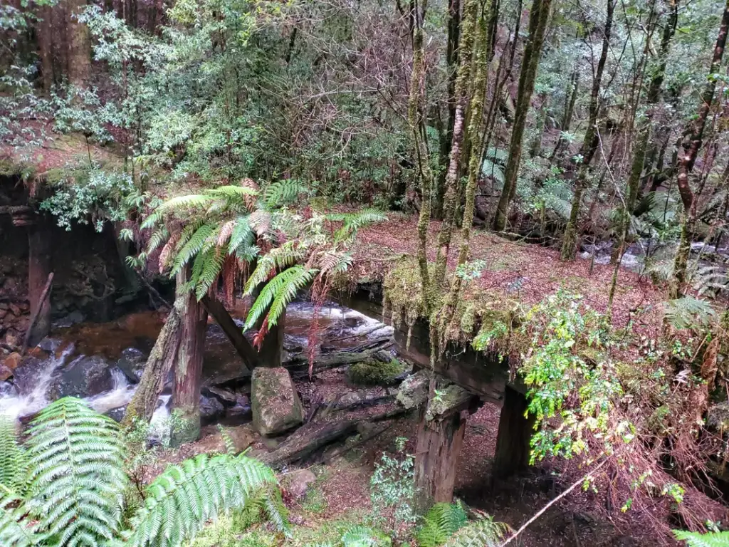 An old, moss-covered wooden bridge in a dense forest with lush ferns and trees. A small stream flows beneath, partially visible through the undergrowth. The scene conveys a sense of tranquility and natural decay.