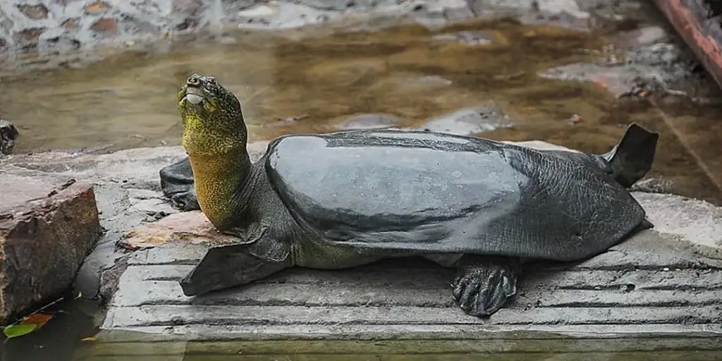 A large softshell turtle with a dark shell and light neck is resting on a stone slab partially submerged in murky water. The turtle's head is raised, and its flippers are splayed out, giving it a relaxed appearance.