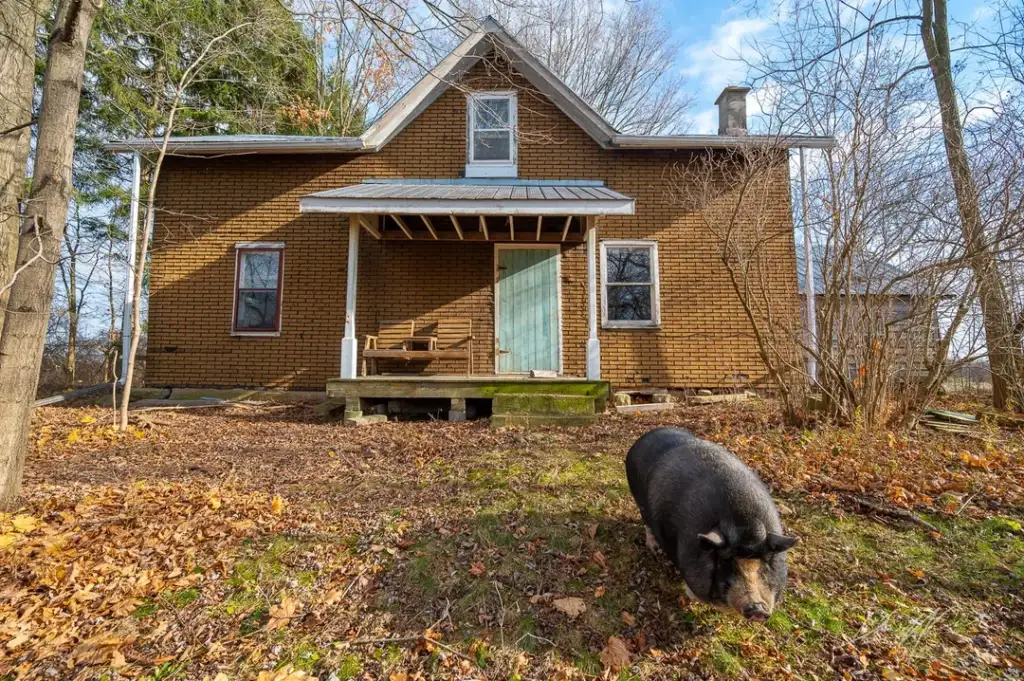 A small brick house with a green door stands in a leaf-covered yard. A wooden swing is on the porch. A black pig is in the foreground, exploring the autumn leaves. Leafless trees surround the scene under a partly cloudy sky.