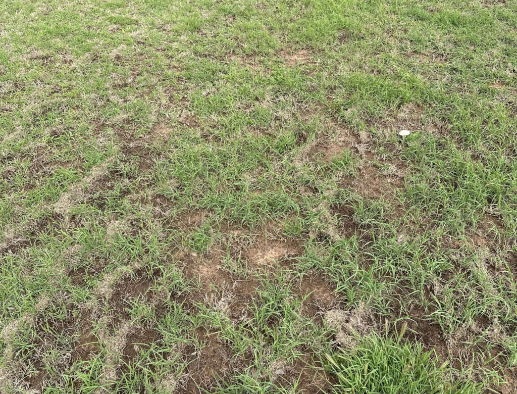 A patchy lawn with uneven grass coverage, revealing patches of bare soil. The grass is a mix of green and brown, indicating varying health and growth. A small white object is partially visible on the grass.