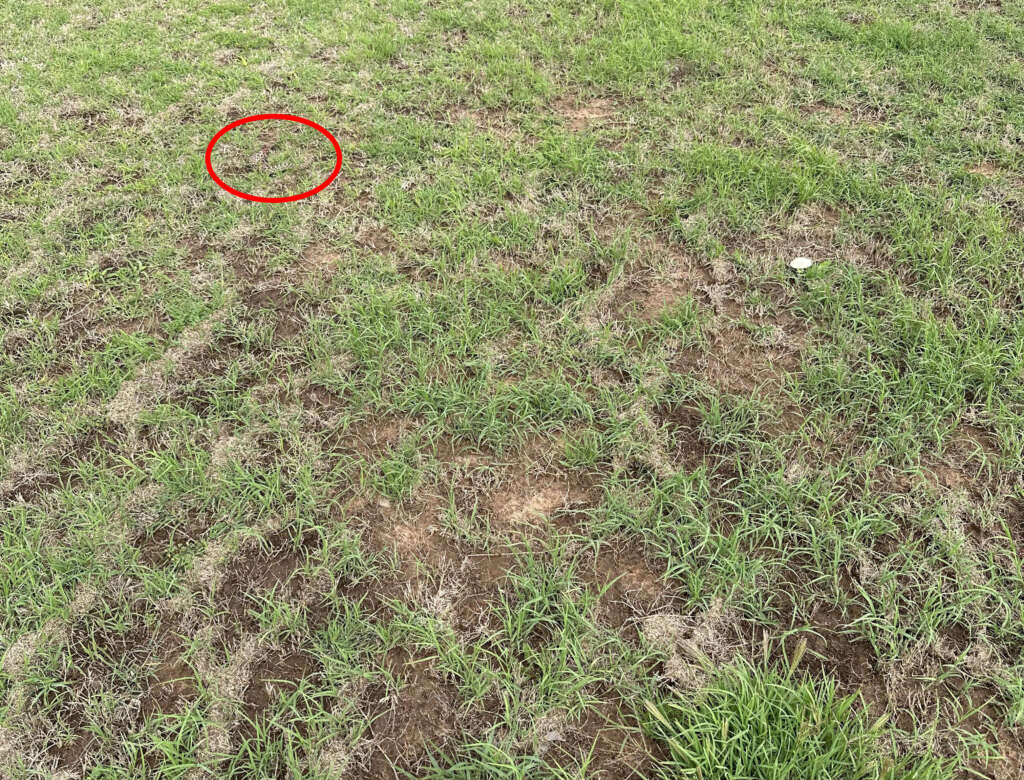 A grassy field with patches of dirt showing. A small circular red outline highlights a subtle detail near the top left, possibly indicating something significant within the grass.