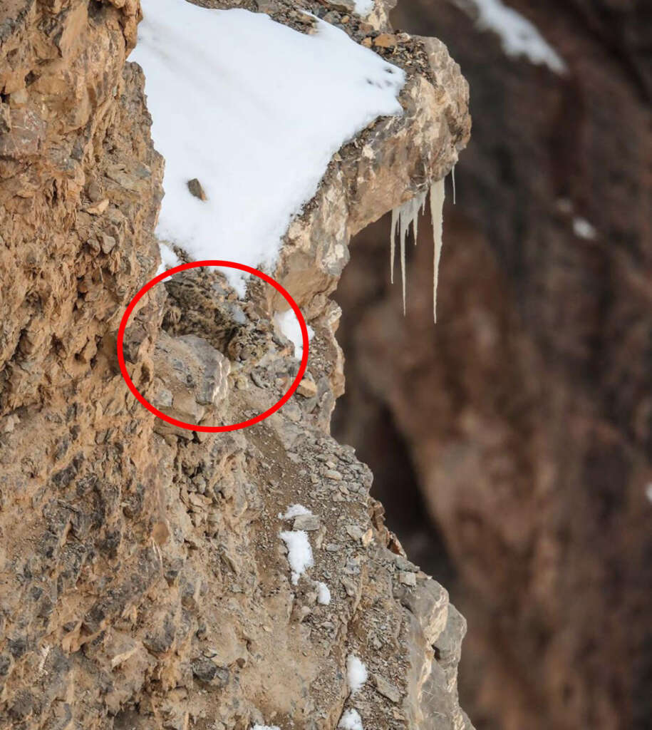 A small animal is camouflaged among brown rocky cliffs partially covered in snow, with a vertical icicle hanging nearby. The animal is circled in red, highlighting its position on the textured surface.