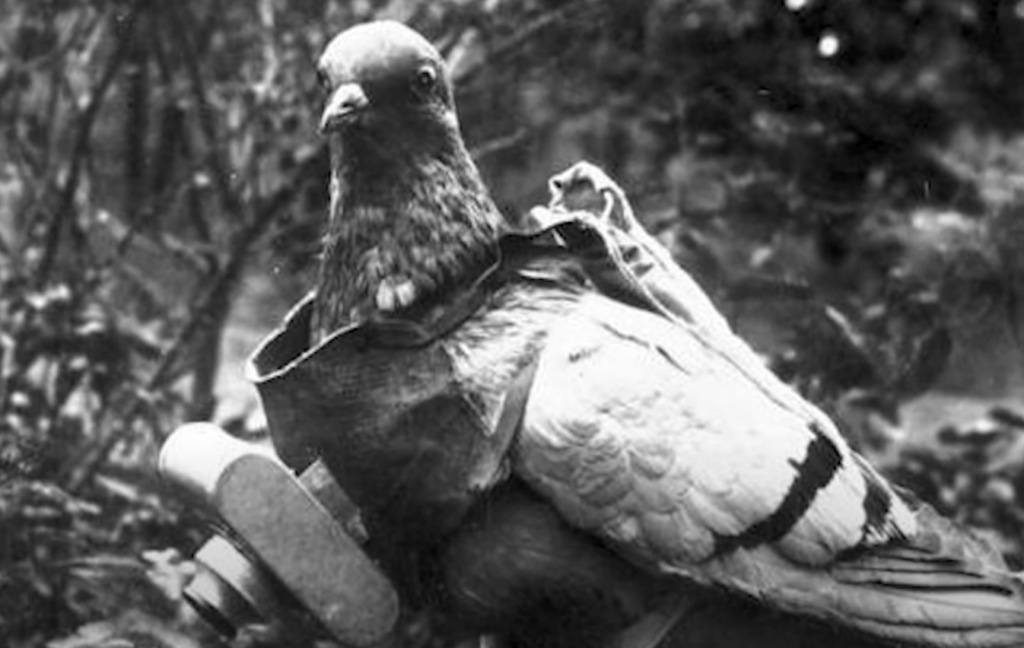 A black and white image of a pigeon wearing a small vest-like harness equipped with a camera on its chest. The background shows blurred foliage.