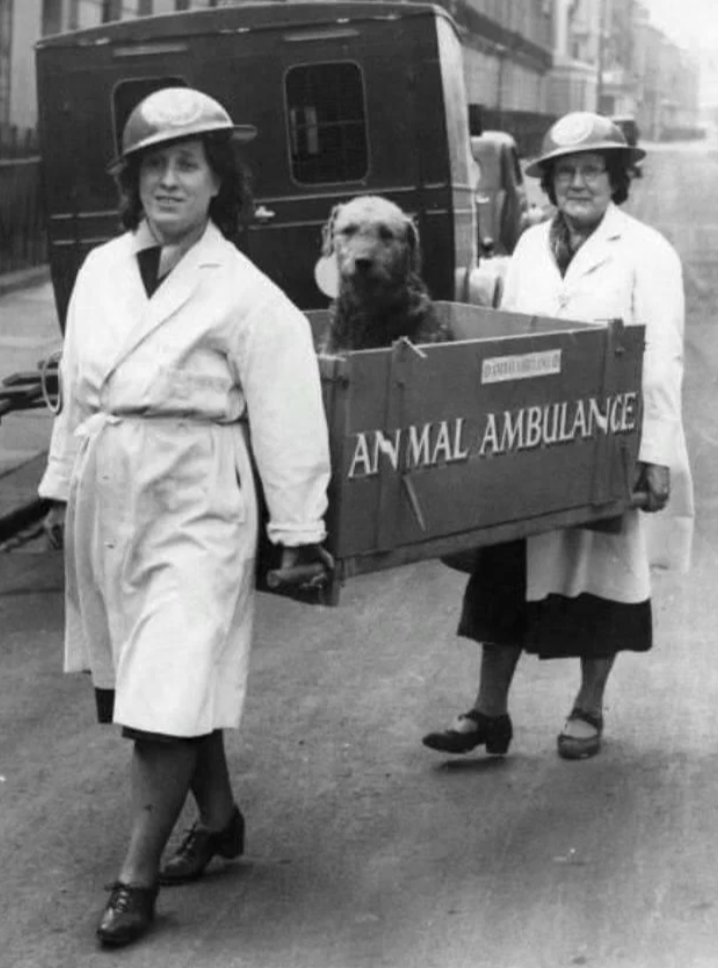 Two women in coats and hats carry a box labeled "Animal Ambulance" with a dog inside. They walk down a street, with a vehicle in the background. The setting appears to be historical.