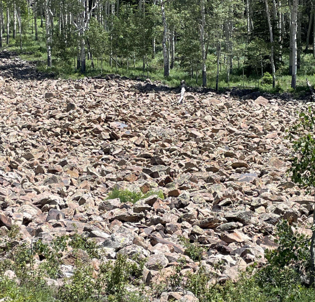 A rocky landscape with a dense covering of stones and patches of grass. In the background, there is a forest of slender trees with light-colored bark and green leaves, under a sunny sky.