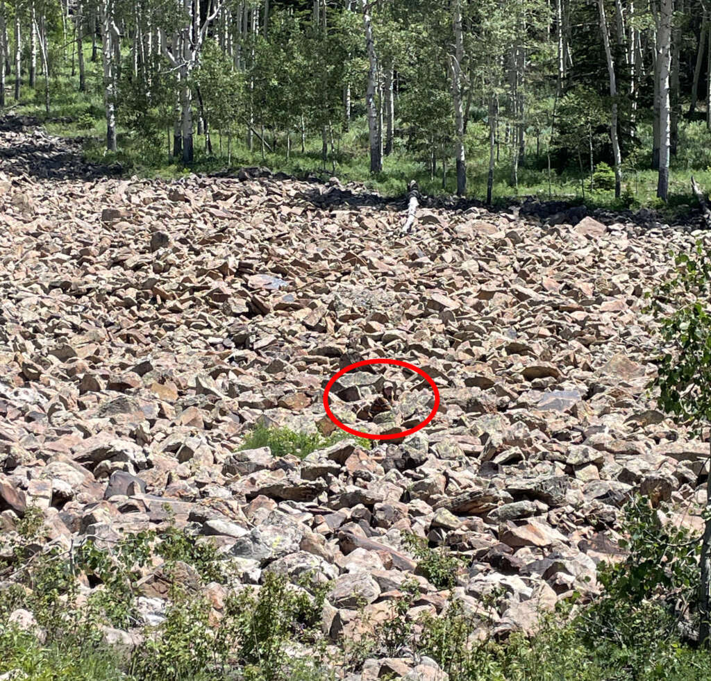 A rocky landscape with a dense layer of stones scattered across the ground. There is a red circle highlighting a fox blending into the background. Trees with green foliage are visible in the background.