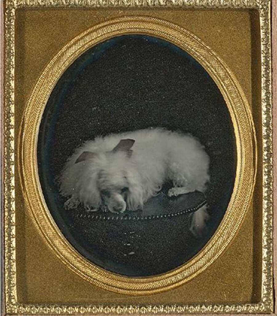 A vintage photograph of a small, fluffy white dog with a ribbon on its head, lying on a cushion. The image is set within an ornate oval frame with a golden border.