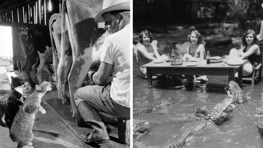 Left image: A man milks a cow, as two cats eagerly wait for a stream of milk. Right image: Three women sit at a dining table in shallow water, surrounded by alligators, with food and drinks on the table.