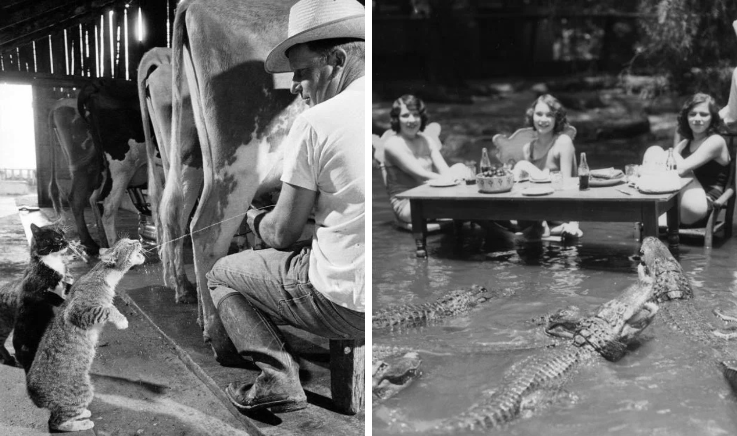 Left image: A man milks a cow, as two cats eagerly wait for a stream of milk. Right image: Three women sit at a dining table in shallow water, surrounded by alligators, with food and drinks on the table.