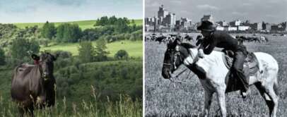 Left image: A single cow stands in a green, grassy field with rolling hills and trees in the background. Right image: A cowboy sits on a horse in a field, with a city skyline in the distance, captured in black and white.