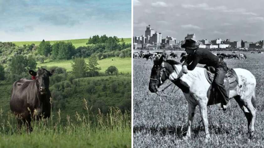 Left image: A single cow stands in a green, grassy field with rolling hills and trees in the background. Right image: A cowboy sits on a horse in a field, with a city skyline in the distance, captured in black and white.