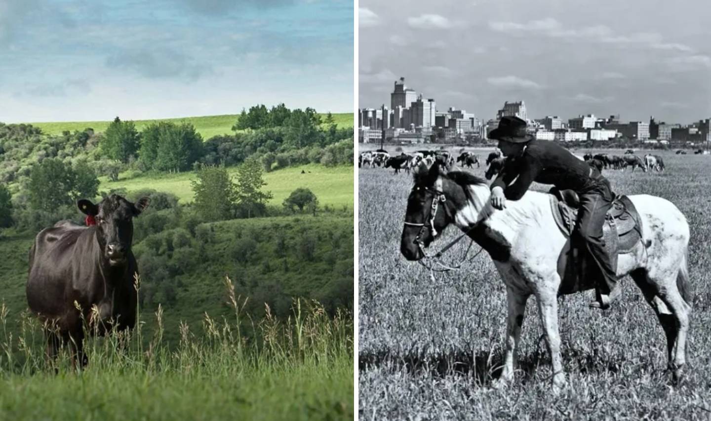 Left image: A single cow stands in a green, grassy field with rolling hills and trees in the background. Right image: A cowboy sits on a horse in a field, with a city skyline in the distance, captured in black and white.