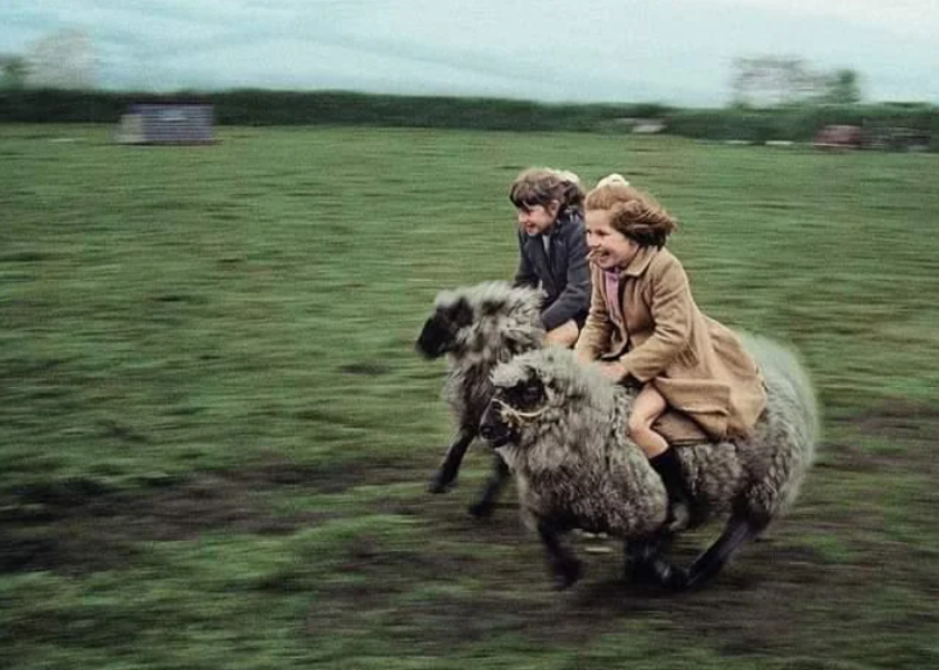 Two children joyfully ride large, fluffy sheep across a grassy field. The boy and girl smile widely as they grip the animals, who are in mid-run. The background is slightly blurred, emphasizing the action and speed of their ride.