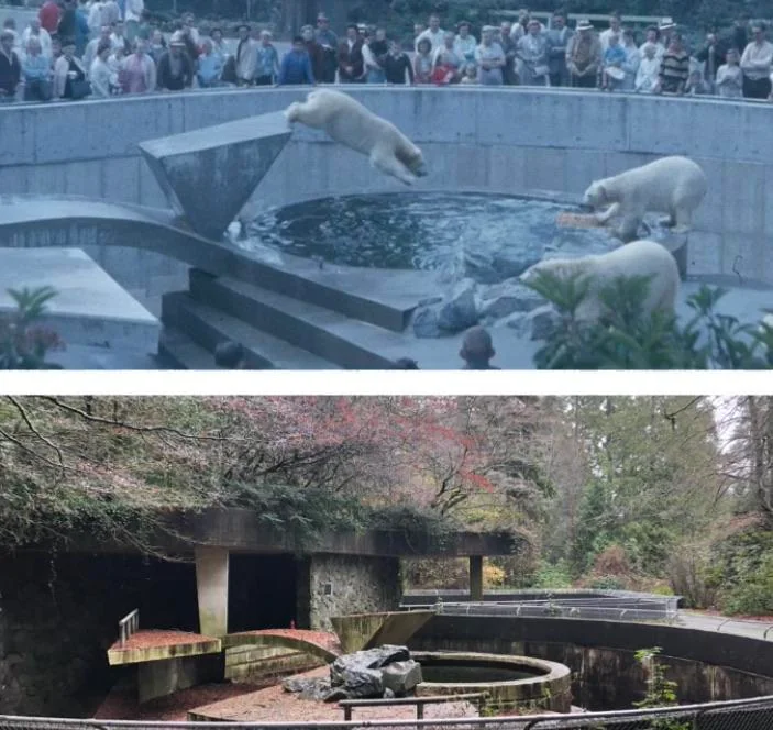 Top image: Two polar bears in a zoo habitat, one diving into a pool, with a crowd watching. Bottom image: The same habitat, now abandoned and overgrown, with empty enclosures and overgrown vegetation.