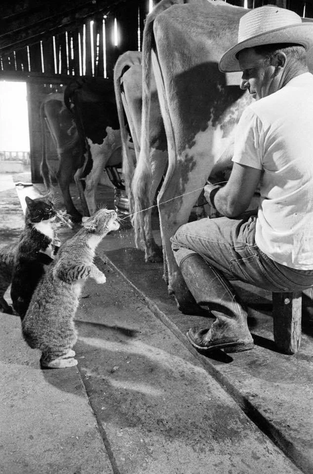 A man in a barn milks a cow while wearing a cowboy hat and boots. Two cats eagerly stand on their hind legs, watching the stream of milk. Sunlight filters through the barn's wooden slats.