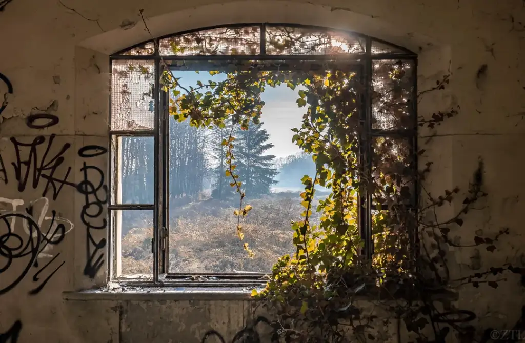 Sunlight streams through an old, broken window framed by ivy, overlooking a serene landscape of trees and mist. The surrounding wall is covered in graffiti, adding an urban decay aesthetic to the scene.