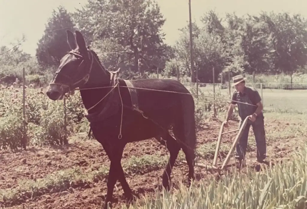 A person in a hat is plowing a field with a dark horse on a sunny day. The horse is harnessed and pulling a plow through the soil. There are trees and a garden in the background.