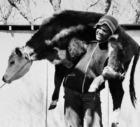 A man in a jacket and hat carries a calf over his shoulders. The calf is resting comfortably, with its legs hanging down and head near the man's arm. The background features a wooden fence and blurred trees. The image is in black and white.