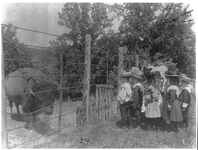 A group of children dressed in vintage clothing stand behind a fence, looking at a buffalo on the other side. Trees are visible in the background.