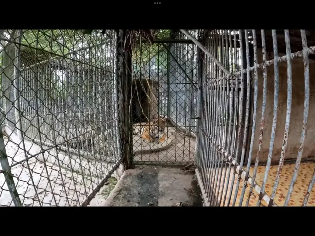 A tiger is lying down inside a caged enclosure, with metal fencing visible around it. The ground is bare, and there are some trees and foliage in the background. The overall atmosphere appears confined and rugged.