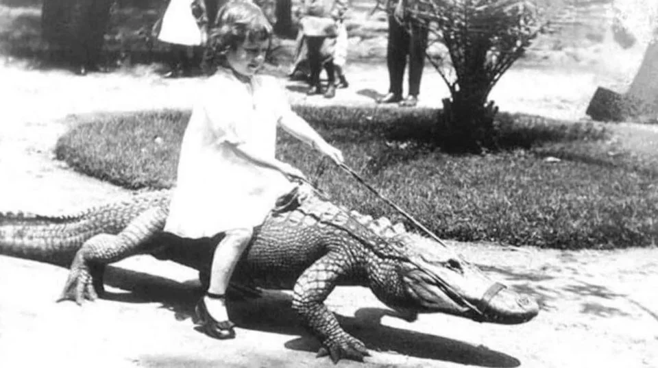 A vintage black and white photo shows a young girl in a dress and shoes sitting on an alligator, which has a rope around its mouth. She is in an outdoor setting with grass and trees, and other people are visible in the background.