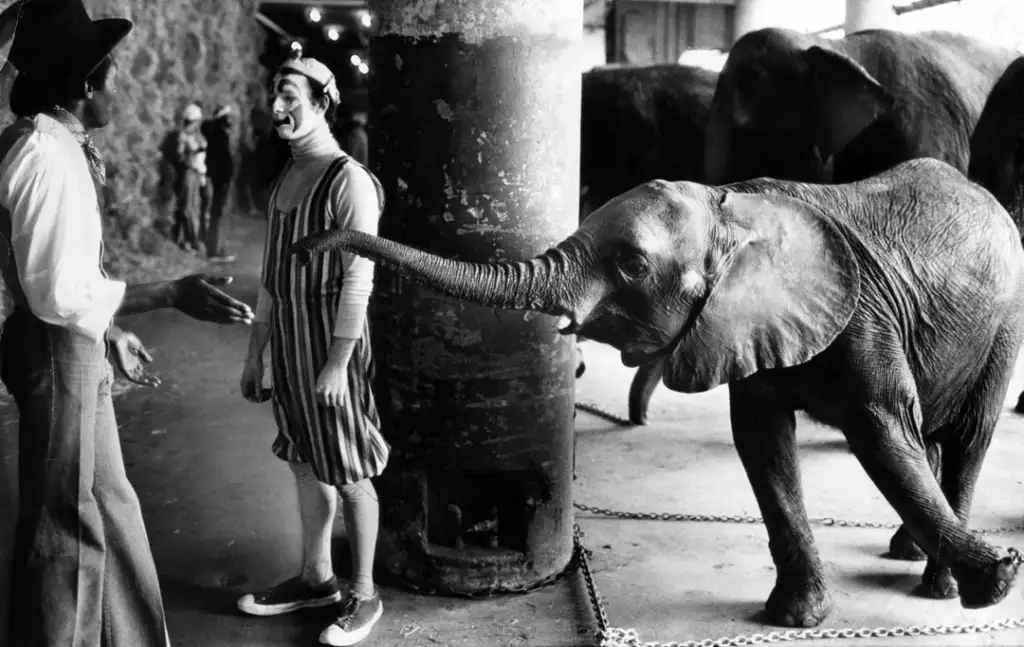 A baby elephant reaches its trunk playfully towards two clowns dressed in circus attire. One clown wears a striped outfit and cap, while the other is seen from the back in a hat and suspenders. More elephants are visible in the background.