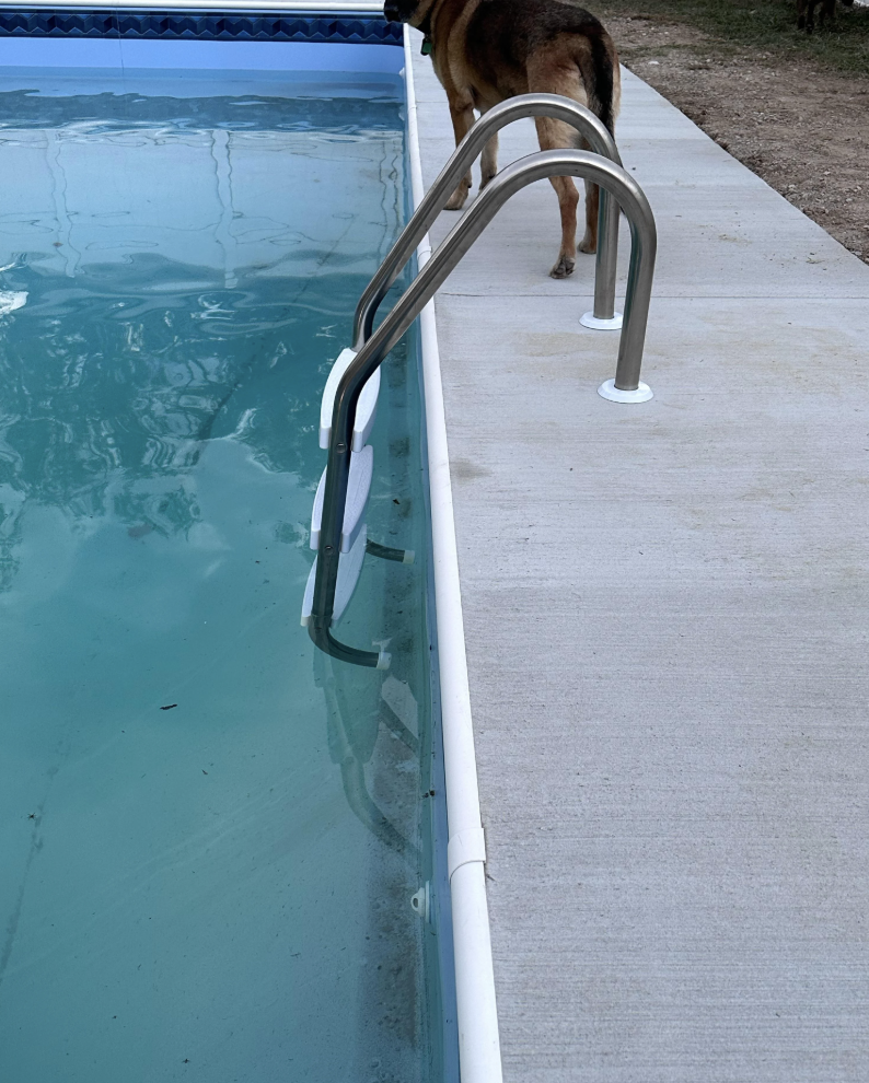 A swimming pool with clean blue water and metal handrails. A dog stands on the edge of the pool deck, partially visible, facing away from the pool. The surrounding area is paved with concrete.