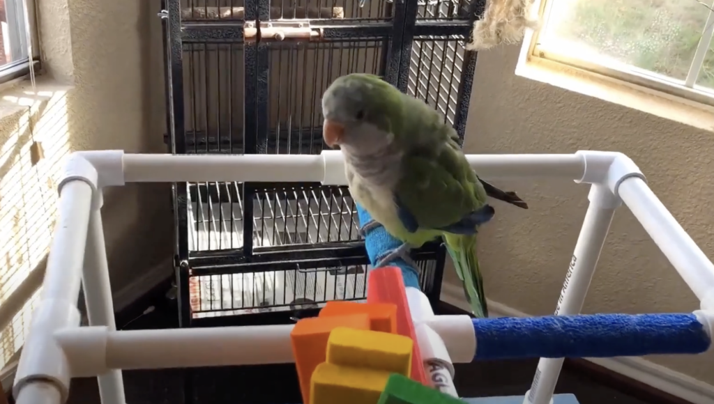 A green and gray parrot is perched on a colorful toy stand made of white PVC pipes and blue, yellow, and red wooden blocks. A large birdcage is in the background near a window.