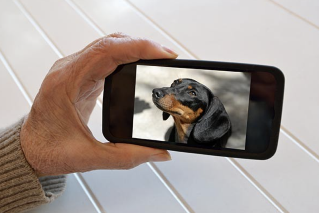 A hand holding a smartphone displays a picture of a black and tan Dachshund looking upwards. The background is a white, tiled surface.