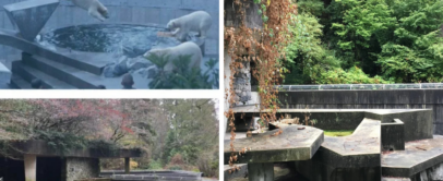 Three images of a zoo enclosure: Top left shows polar bears on a platform near water surrounded by a crowd. Bottom left shows an empty enclosure with dry foliage. Right image depicts the same area, now overgrown with greenery and vines.