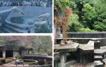 Three images of a zoo enclosure: Top left shows polar bears on a platform near water surrounded by a crowd. Bottom left shows an empty enclosure with dry foliage. Right image depicts the same area, now overgrown with greenery and vines.