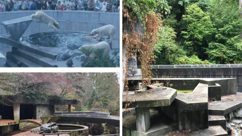 Three images of a zoo enclosure: Top left shows polar bears on a platform near water surrounded by a crowd. Bottom left shows an empty enclosure with dry foliage. Right image depicts the same area, now overgrown with greenery and vines.