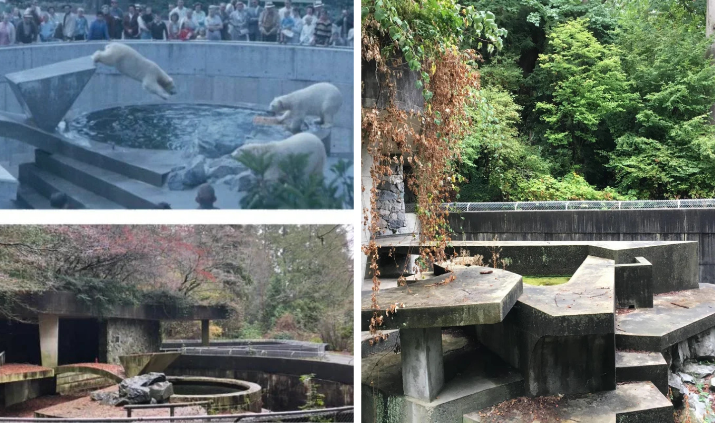 Three images of a zoo enclosure: Top left shows polar bears on a platform near water surrounded by a crowd. Bottom left shows an empty enclosure with dry foliage. Right image depicts the same area, now overgrown with greenery and vines.